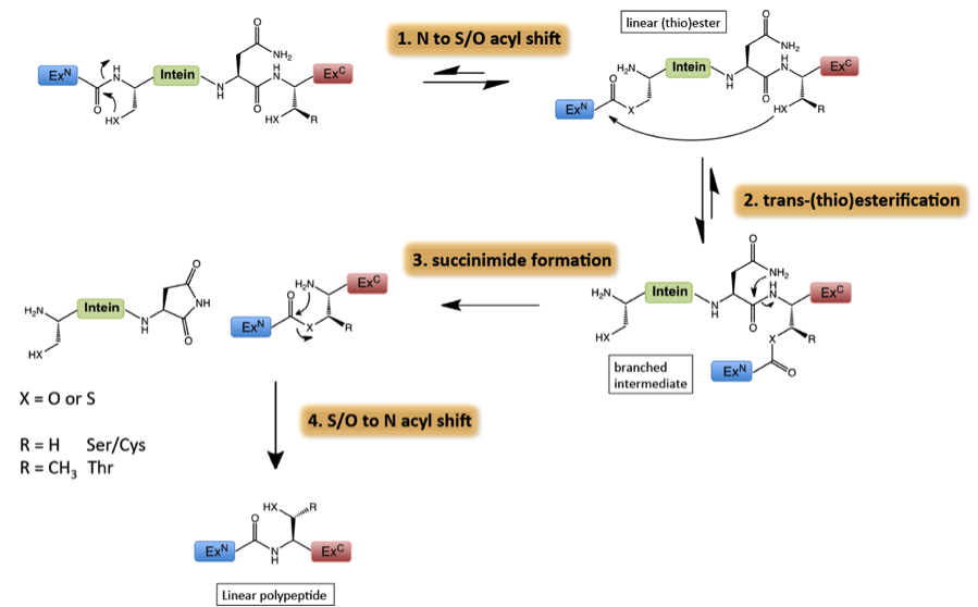 Tom Muir Princeton University Department of Chemistry